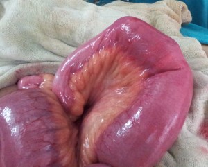 bhukki4.4.12.2